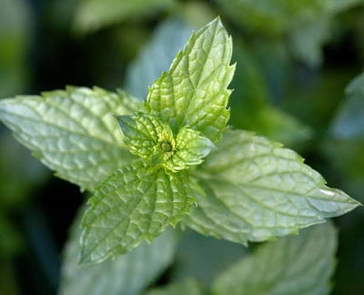 Mint